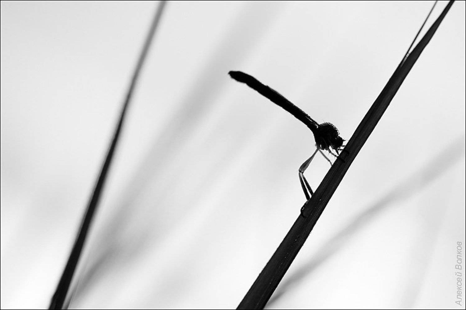 ктырь, утро, тишина, ч/б, Amazon-san