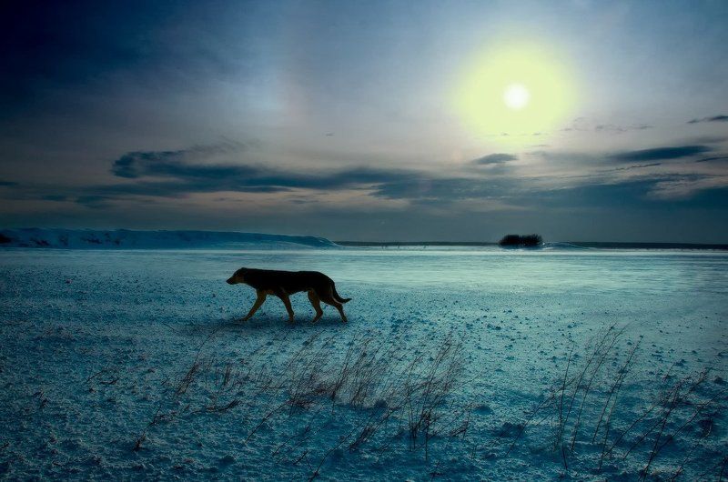 Стану хищником вночи... фото превью