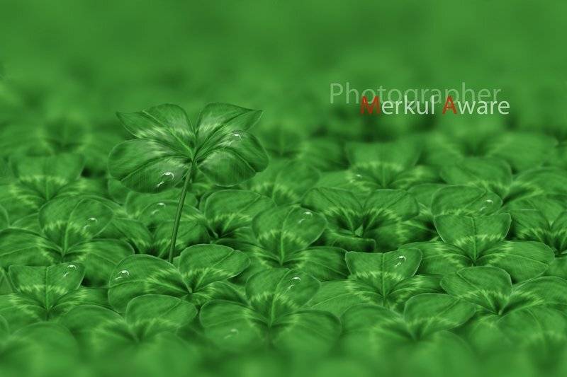 four, merkul aware, merkul, aware, макро, клевер, фотошоп, Merkul aware