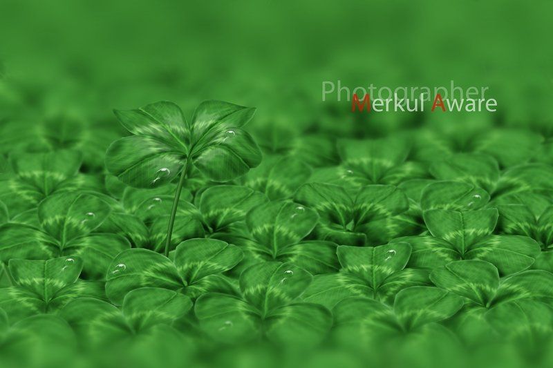 four, merkul aware, merkul, aware, макро, клевер, фотошоп Four фото превью