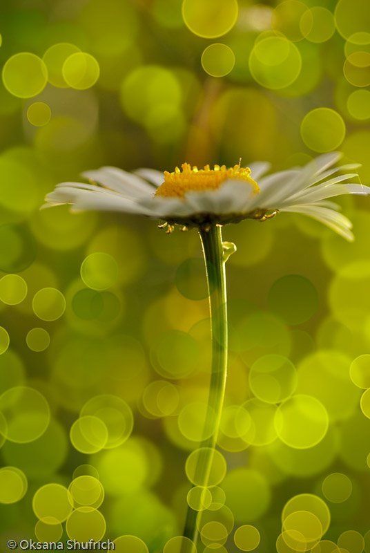 Ромашка фото превью