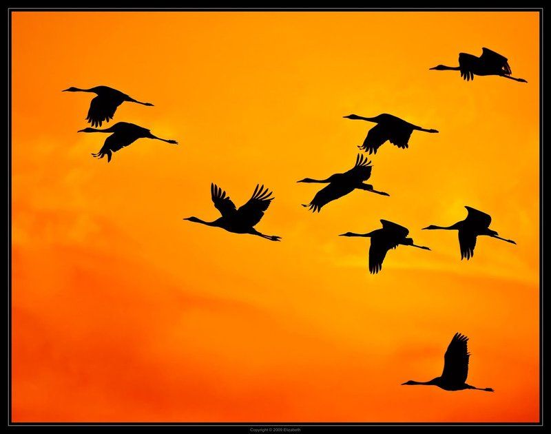 серый, журавль, grus, grus, ахула, израиль, перелетные, птицы Журавлики фото превью