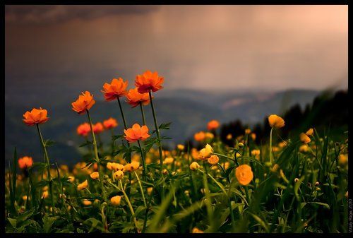 Альпийские луга