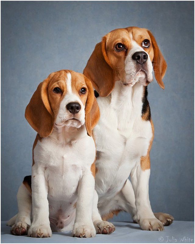 собака, бигль, dog Биглеморды фото превью