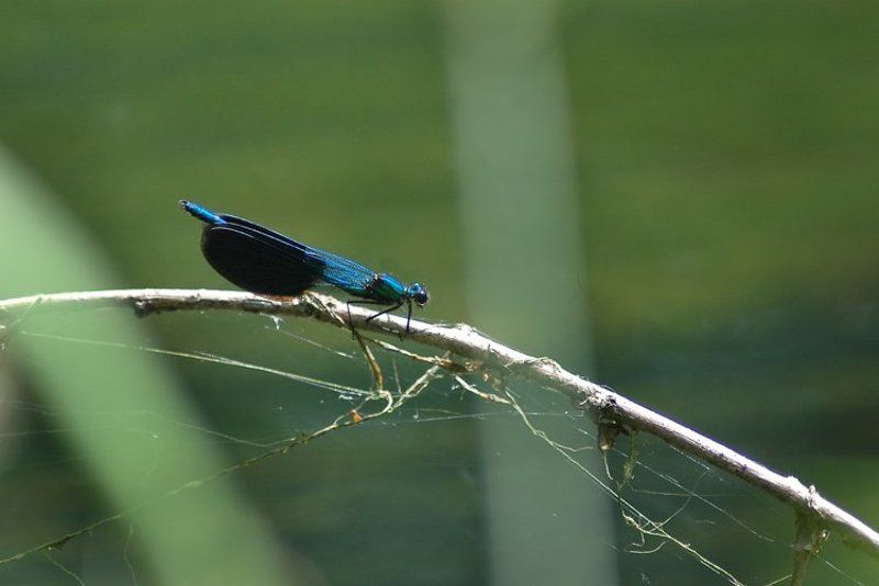 Такая вот стрекоза фото превью