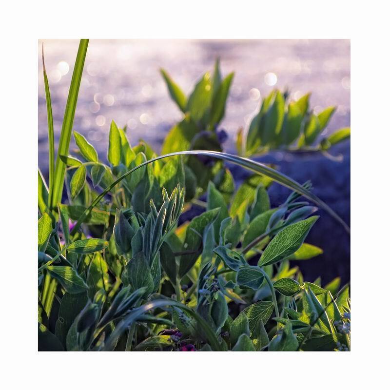 природа, николай дмитрук