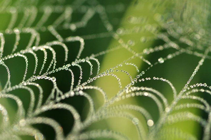 паутина, роса, капли Сквозь капли росы в паутине дрожащей... фото превью