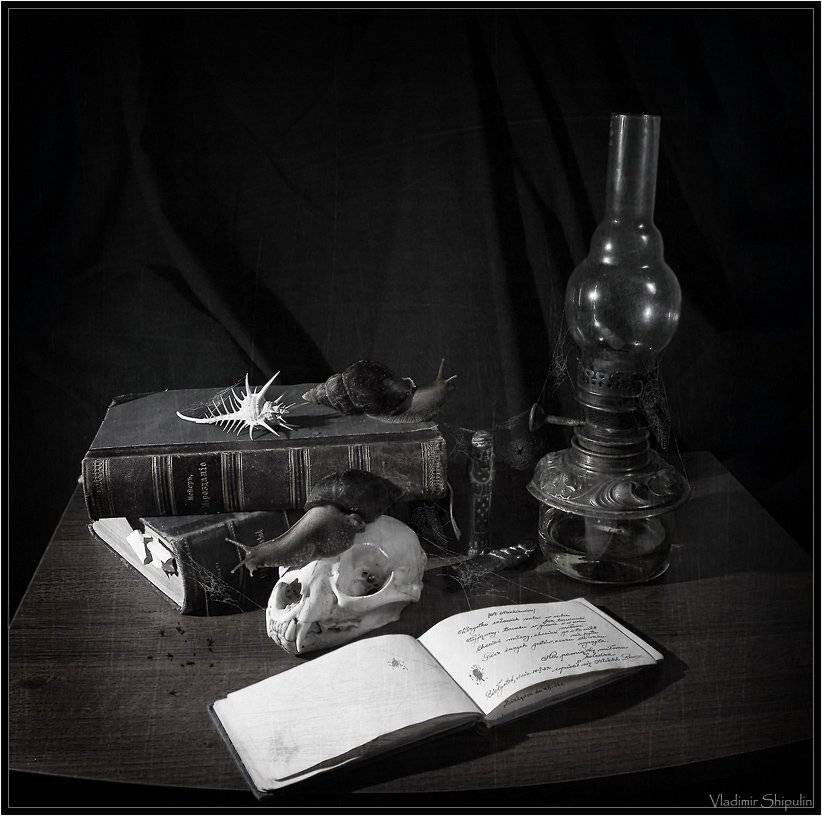 вещь,вещи,череп,паутина,натюрморт,фото,владимир,шипулин,книги,улитки,улитка, Vladim_Shipulin