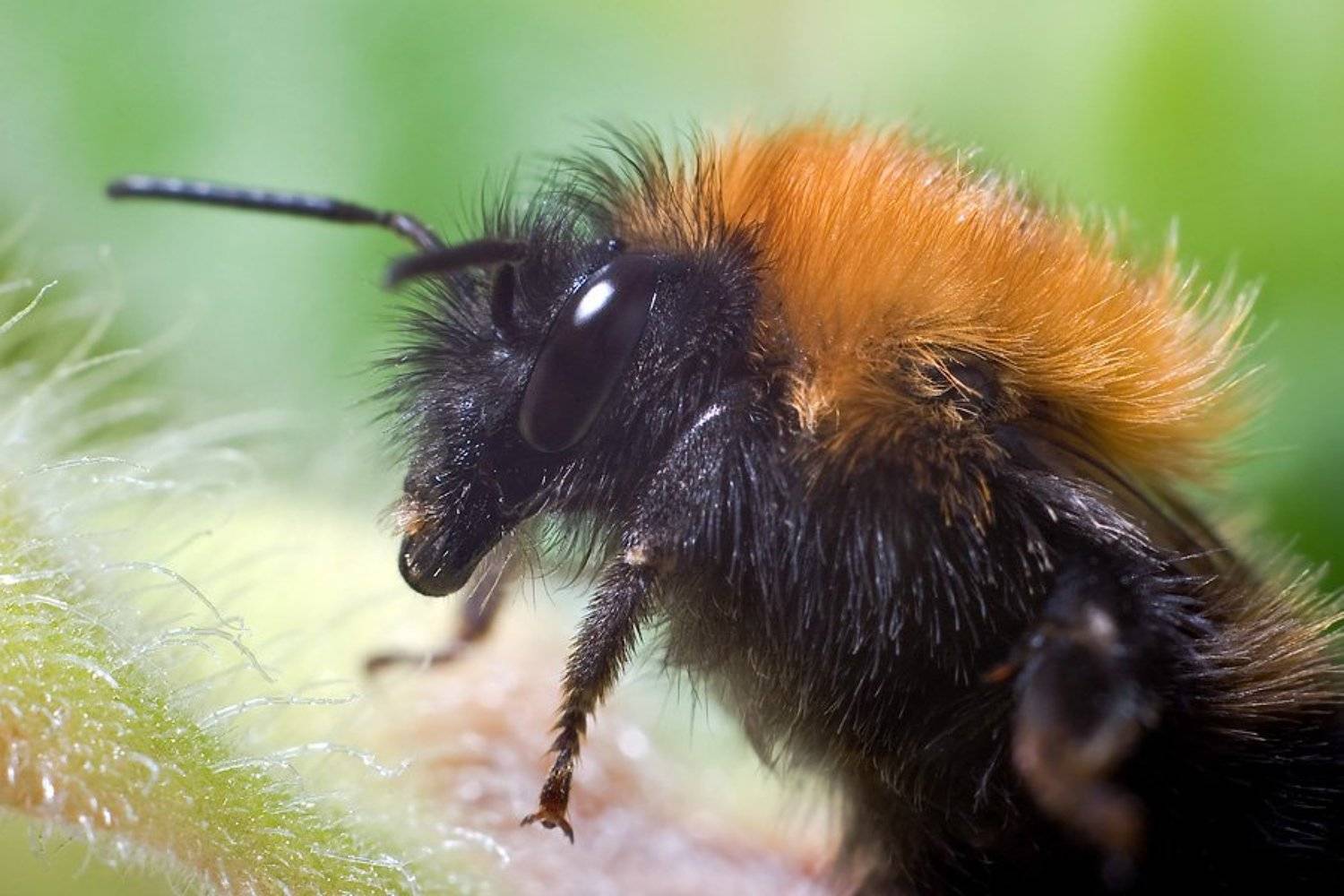 , Игорь Вишняков