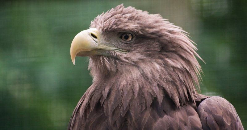 Орел фото превью