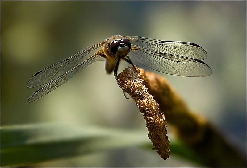 *** фото превью