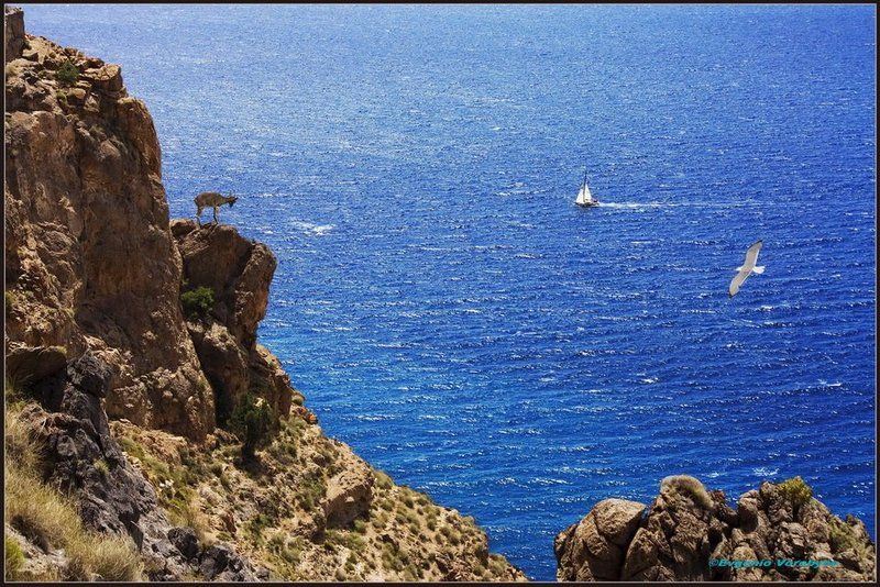 море, скалы, яхта, козлики Пейзажи Андалусии фото превью