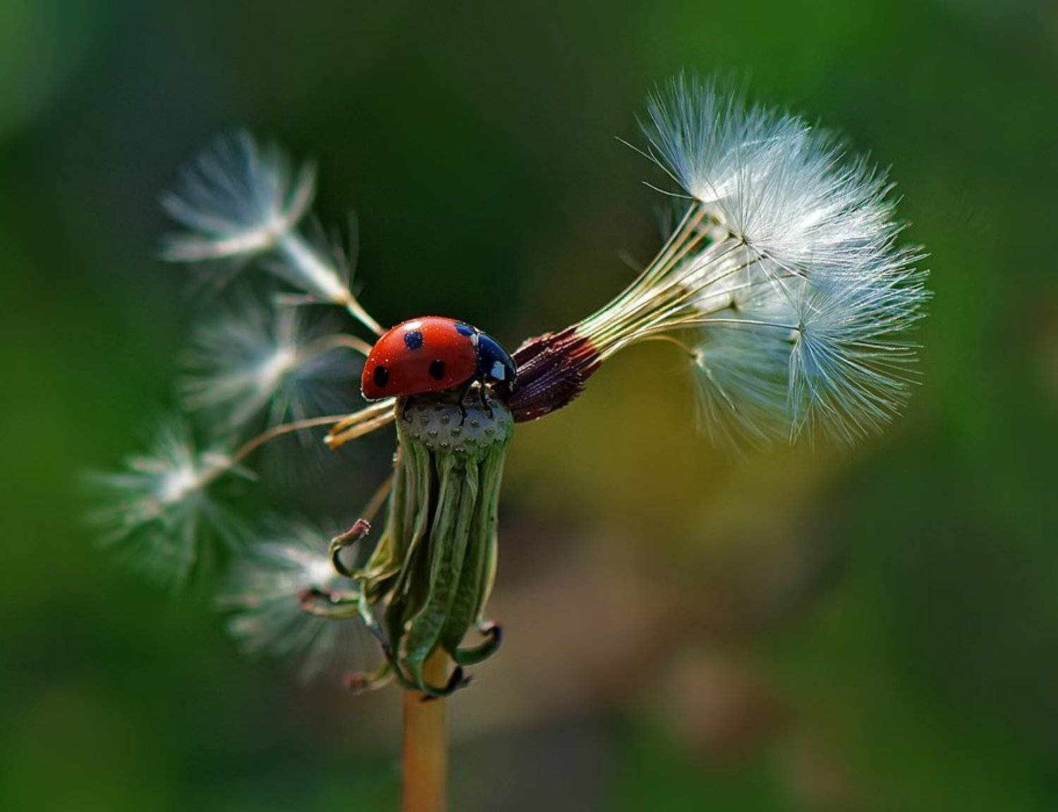 божья коровка,макро, Татьяна Аверина