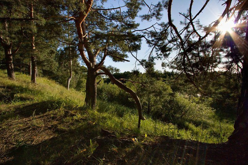 Лесное фото превью