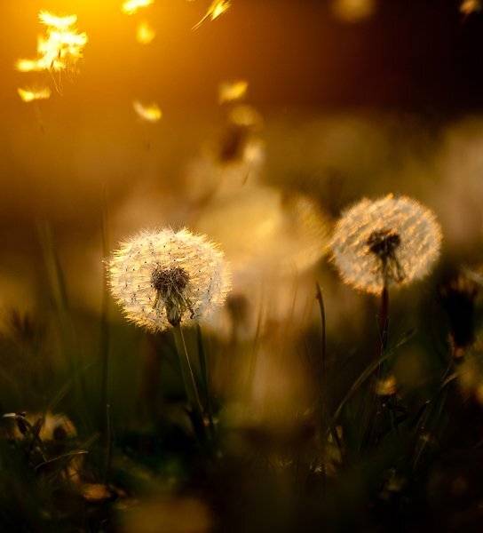 одуванчики, вечер, Юлия
