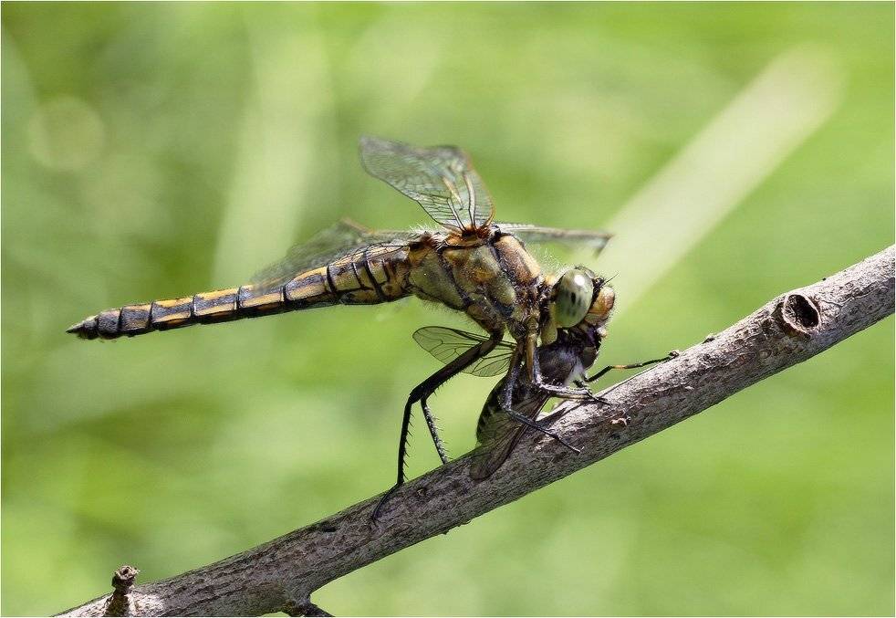 стрекоза, КарОл