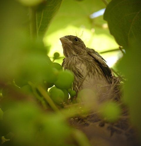 Рожденный в лозе