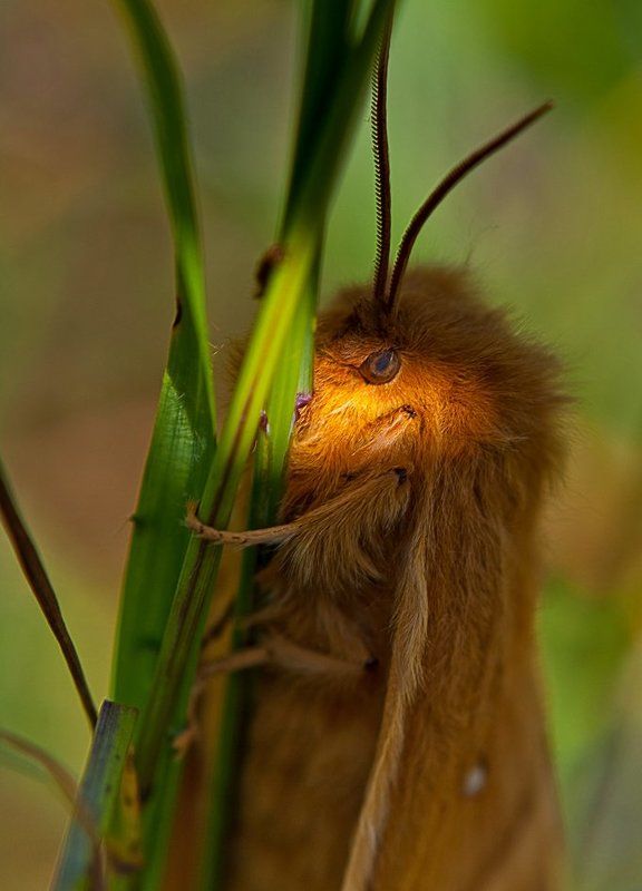 Вот проснулась и смотрю фото превью