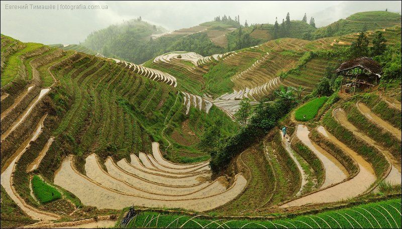 Рисовые террасы фото превью