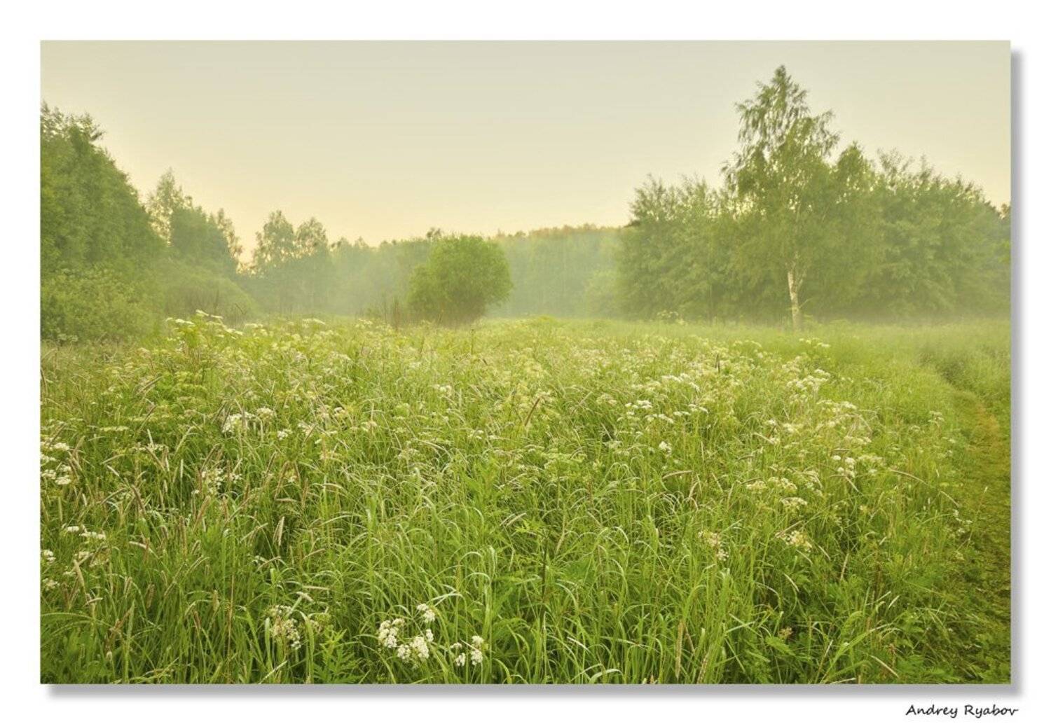 лето, , лес, Андрей Рябов