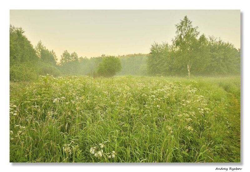 лето, , лес Летнее утро... фото превью