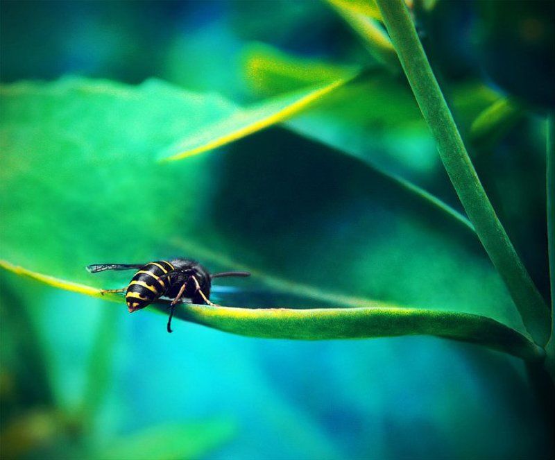 Цветочный креатив фото превью