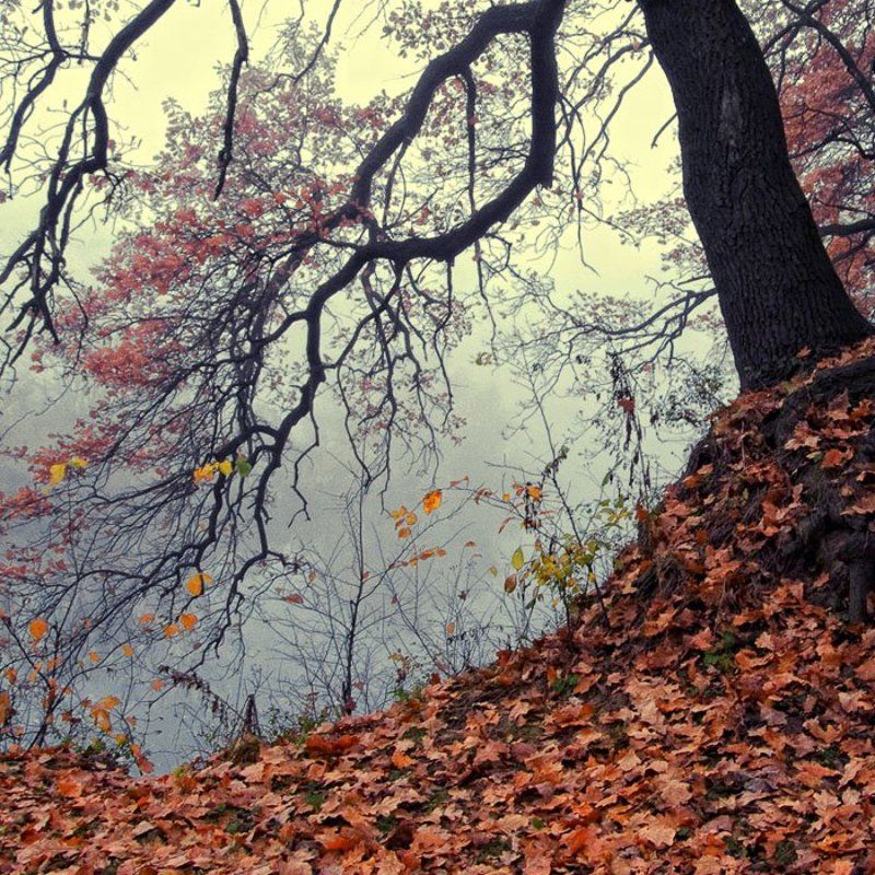 November Dream фото превью