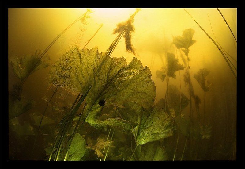 Magic forest фото превью