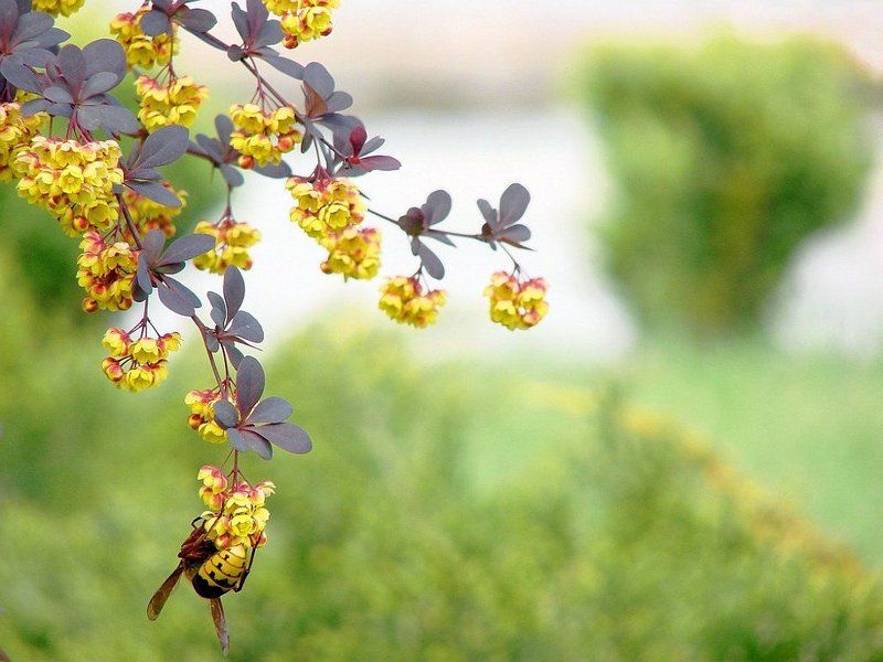 Этюд с Ос фото превью