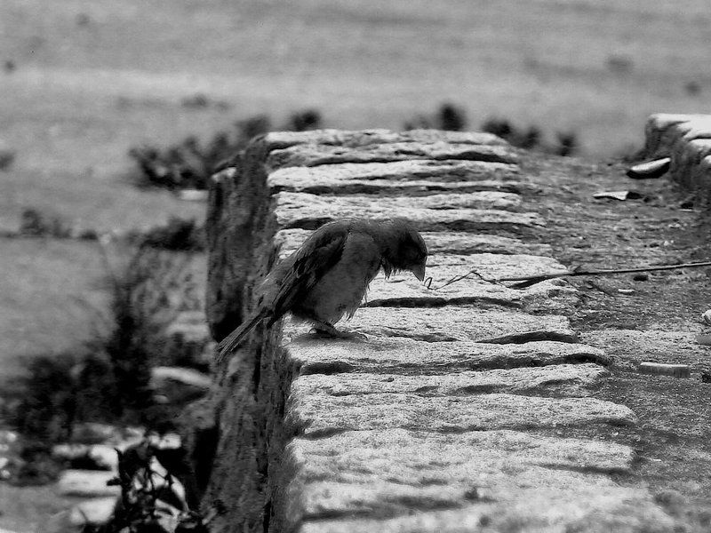 Бедный я, никому ненужный попугай :`( фото превью