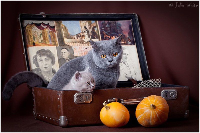 котенок, кошка, британская, cat Британчики фото превью