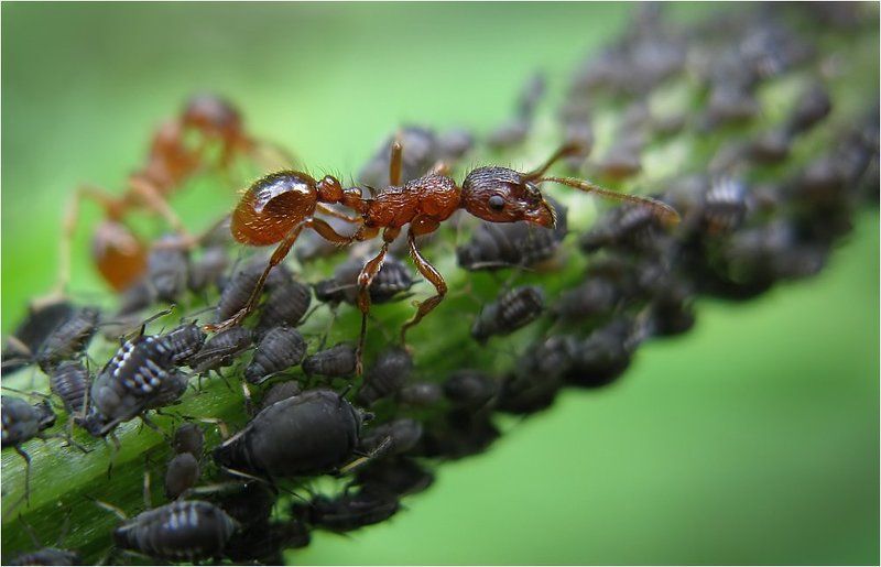 макро, муравей Пастушок фото превью