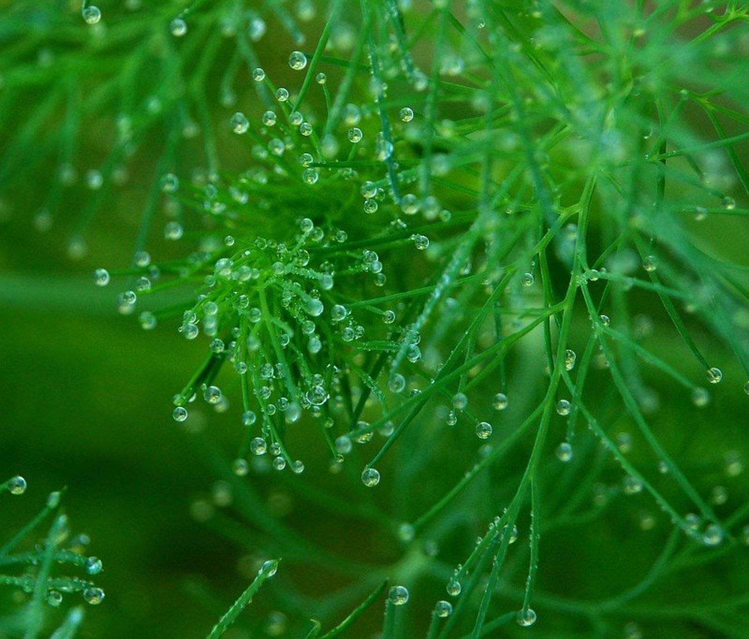 , &bull;**/ASSOL**&bull;