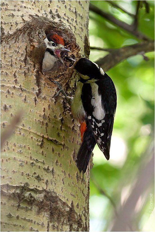 дятел, кормёжка, слёток Обед подан фото превью