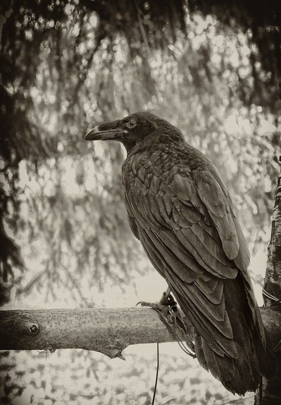 Эфраим фото превью