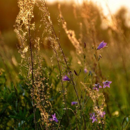 В лучах заката...