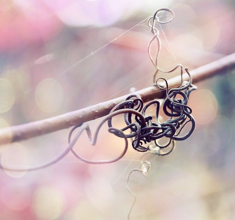 макро, природа, флора, виноград, лоза Лоза фото превью