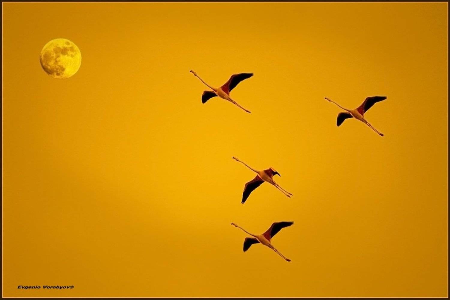 они, летят, и, нас, , зовут, с, , собою, Evgeniy Vorobyov