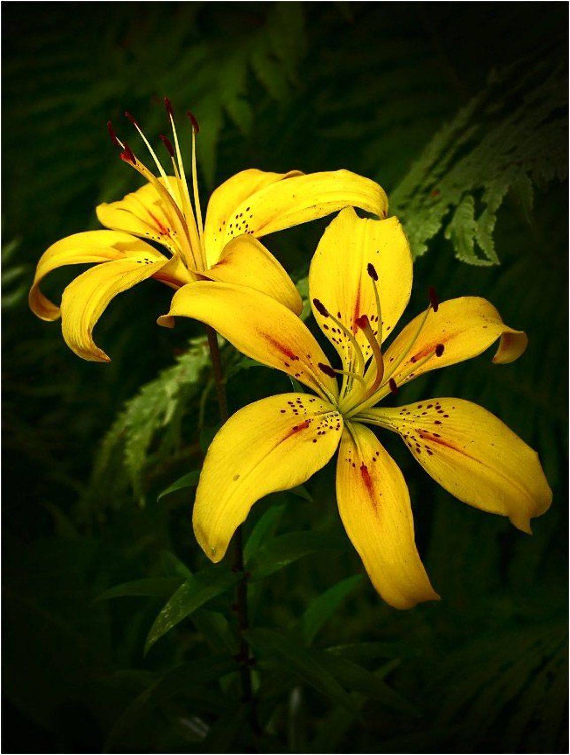 , Игорь Шевченко