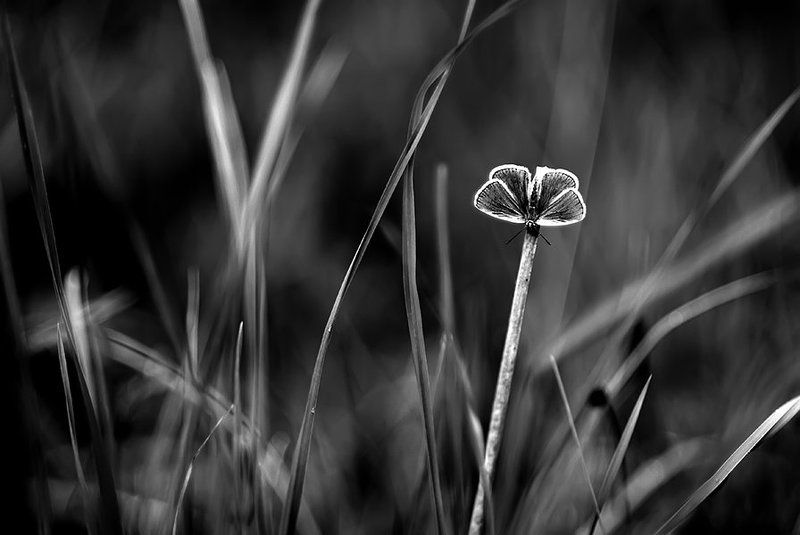 b&w dream... lonely butterfly... фото превью