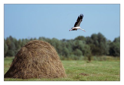 Прыжок в небо