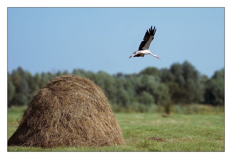 стог сена, аист Прыжок в небо фото превью