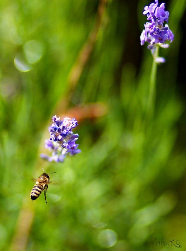 *** фото превью