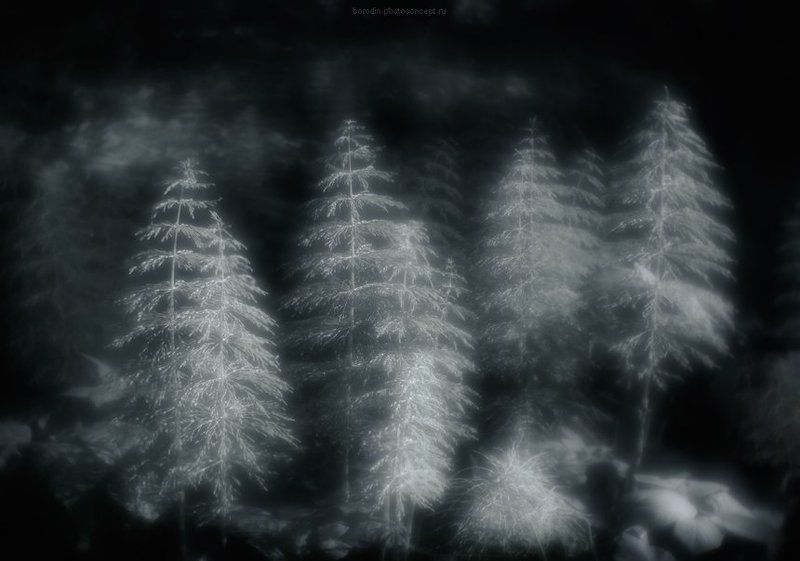 Таинственный лес фото превью