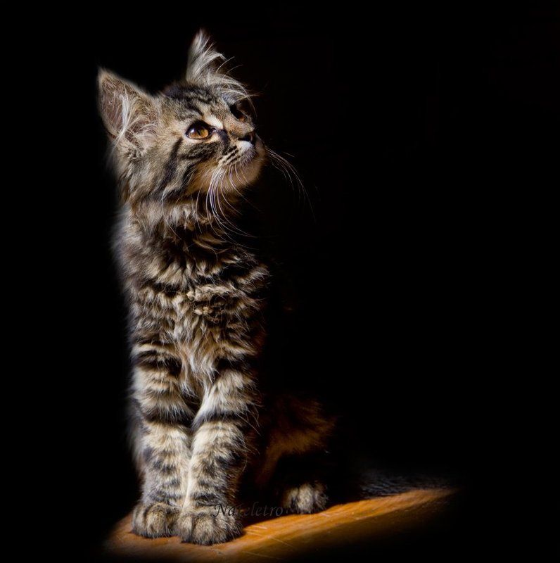 Дворянка фото превью