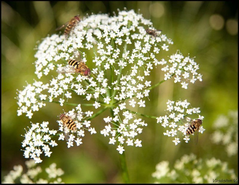 про пчелок))) фото превью