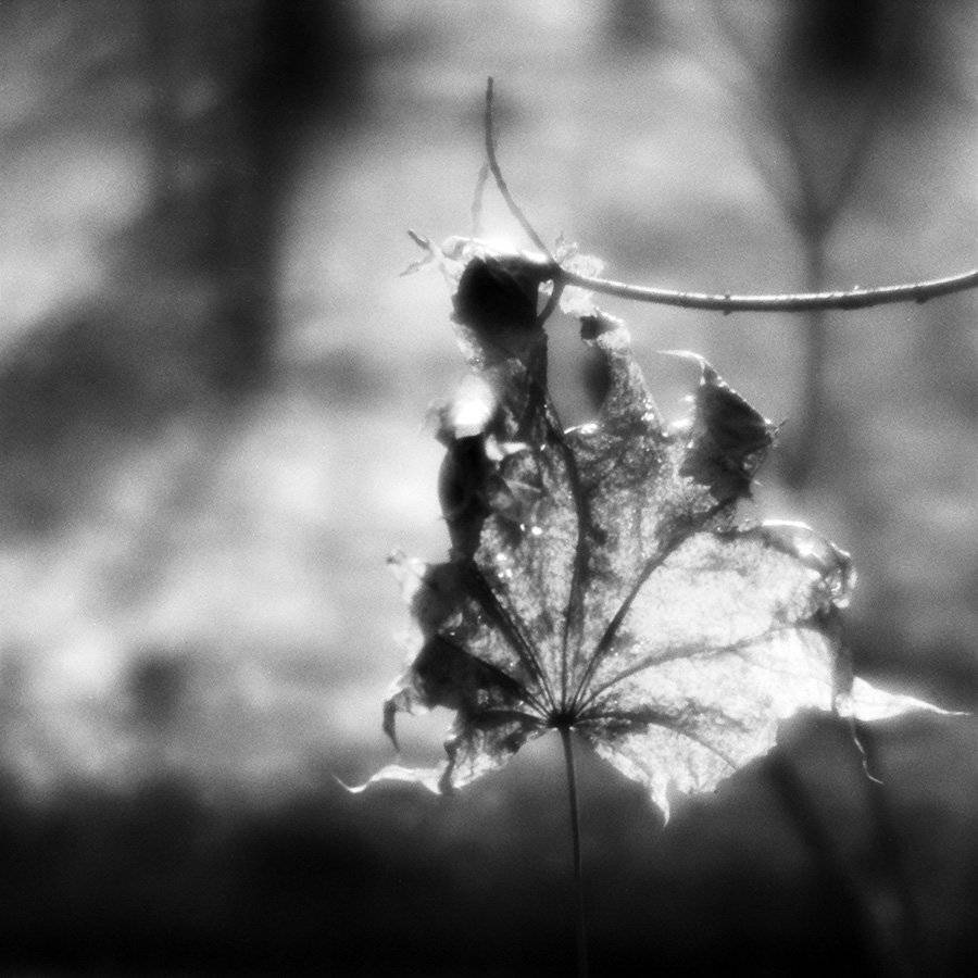 осень, лист, свет, Сергей Пестерев