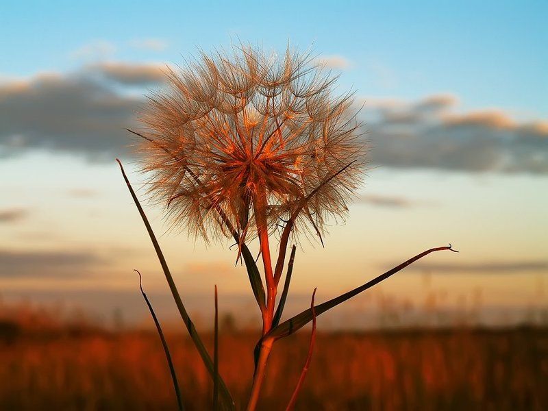 Шарик под Солнцем. фото превью
