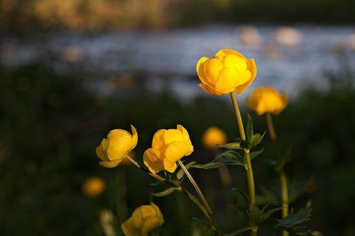 Купальницы у реки