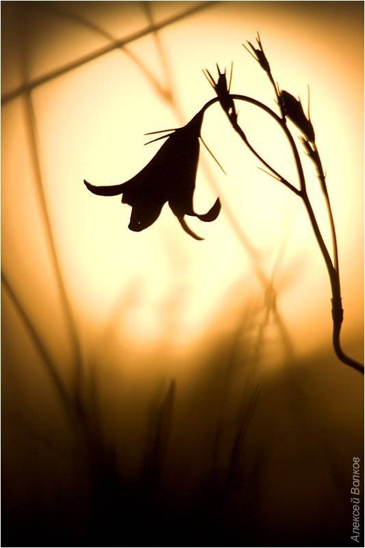 колокольчик, закат, солнце, Amazon-san